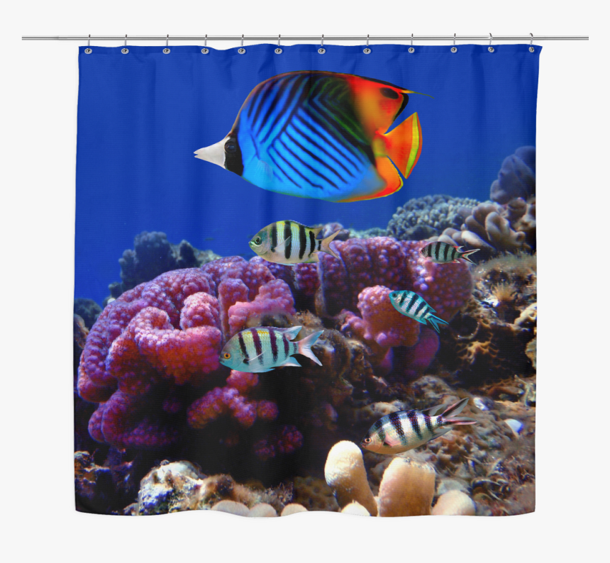 Sea Life 03 Tropical Fish Shower Curtain - Andaman And Nicobar Islands Biodiversity, HD Png Download