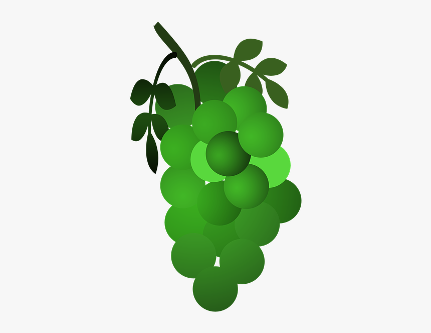 Grape,seedless Fruit,green,grapevine Plant,sultana,grape - Kreslené Hrozny Png, Transparent Png