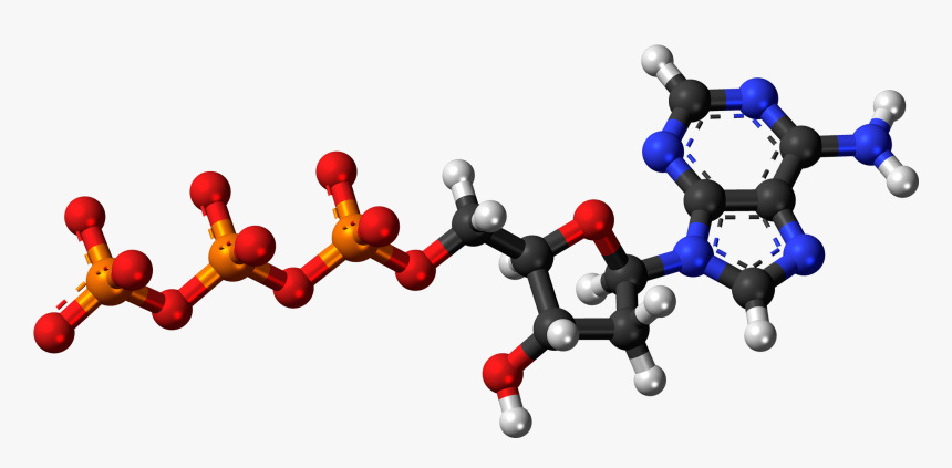 Deoxyadenosine Triphosphate Anion 3d Balls - Adenosine Triphosphate 3d Model, HD Png Download