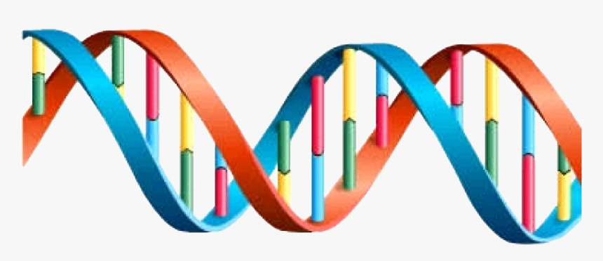 Colorful Park Dna Image - Dna Helix, HD Png Download