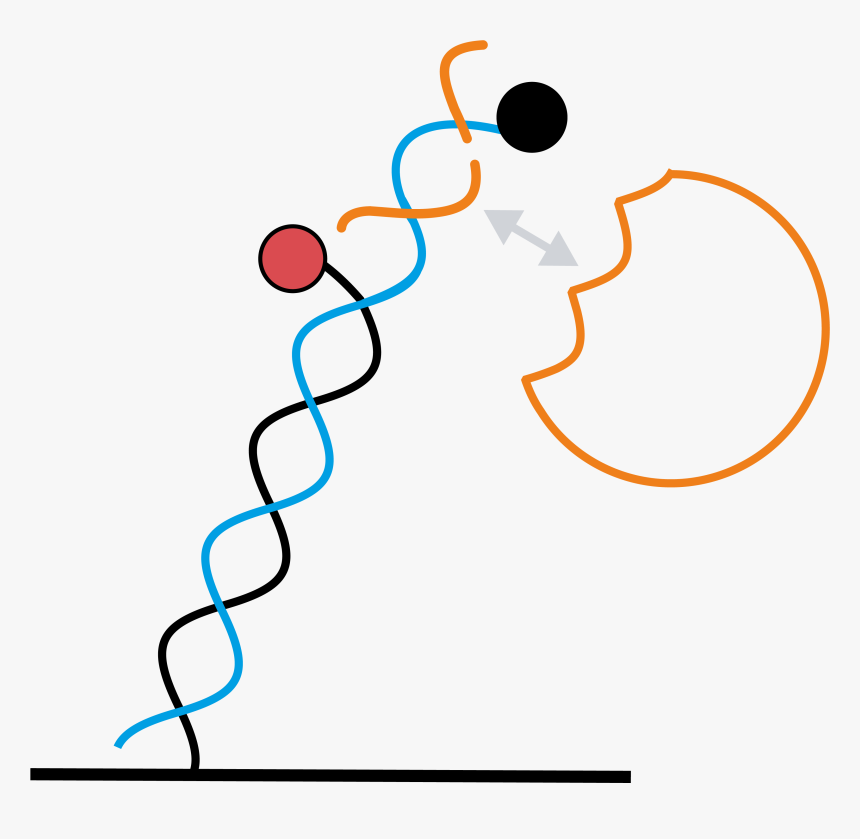 Diagram, HD Png Download