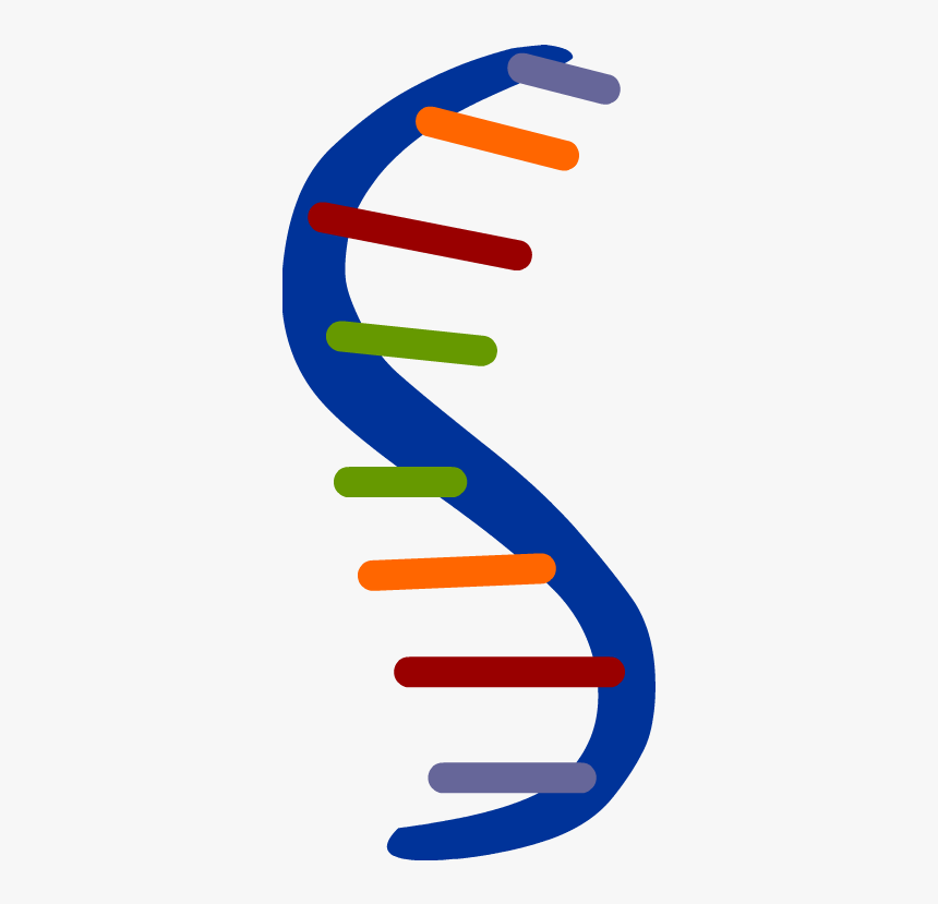 Rna Clipart, HD Png Download
