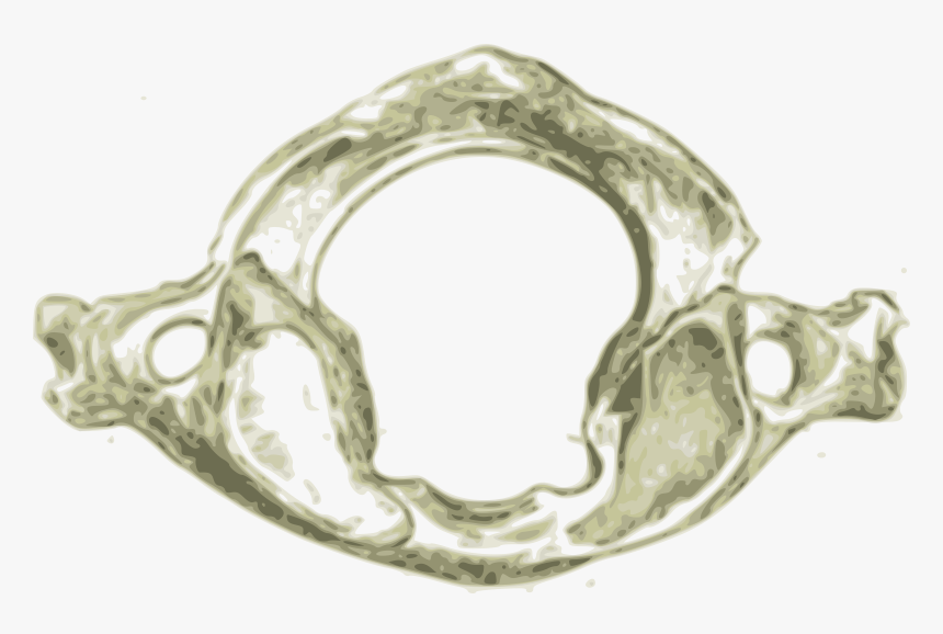 Atlas First Human Cervical Vertebra C1 Clip Arts - Atlas Vertebrae Of Human, HD Png Download