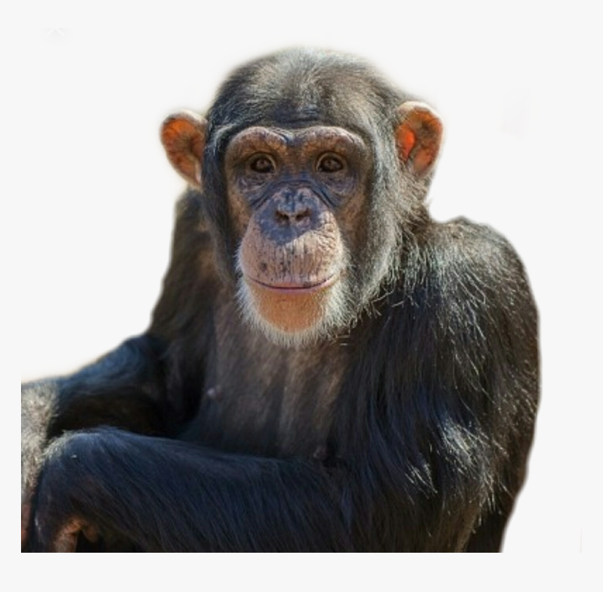 #monkey #animal #chimpanzee #chimp #zoo - Common Chimpanzee, HD Png Download