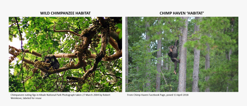 Chimpanzee Eating, HD Png Download