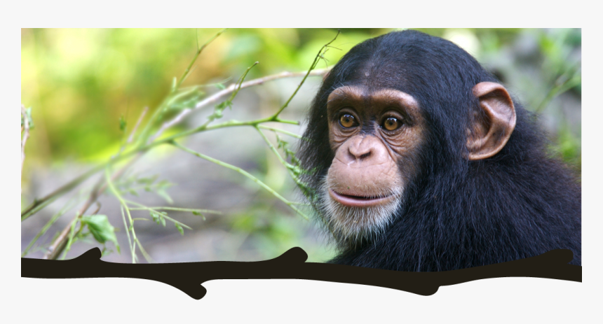 Troglodytes Troglodytes Pan Chimpanzé, HD Png Download