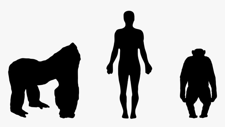 Gorilla And Man Size, HD Png Download