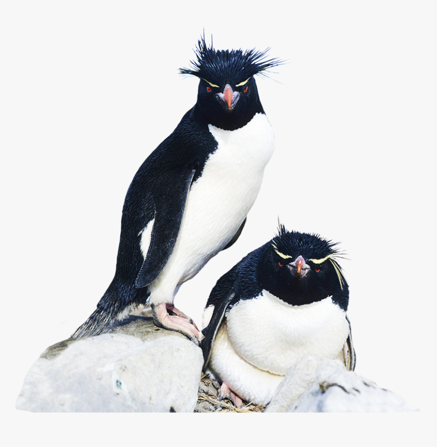 Rockhopper Penguin Clipart - Rockhopper Penguin Cut Out, HD Png Download
