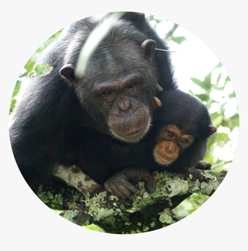 Monkey, HD Png Download
