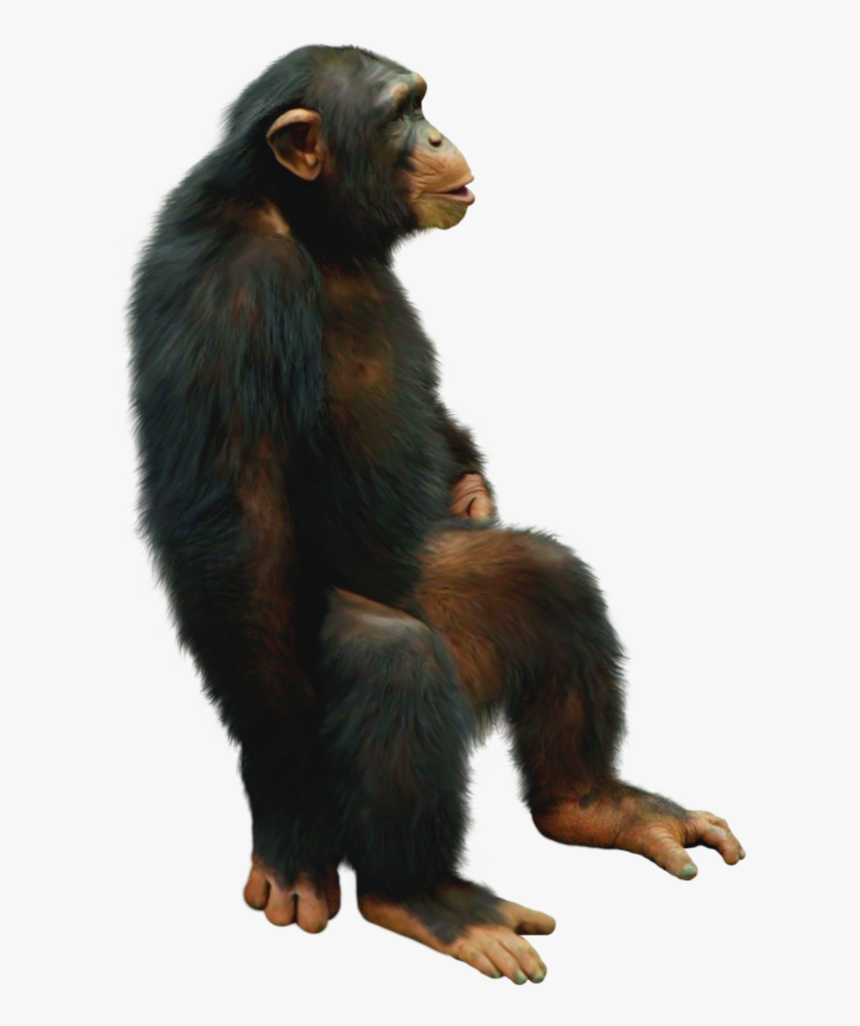 #chimp #chimpanzee #sitting #freetoedit - Chimpanzee Png, Transparent Png