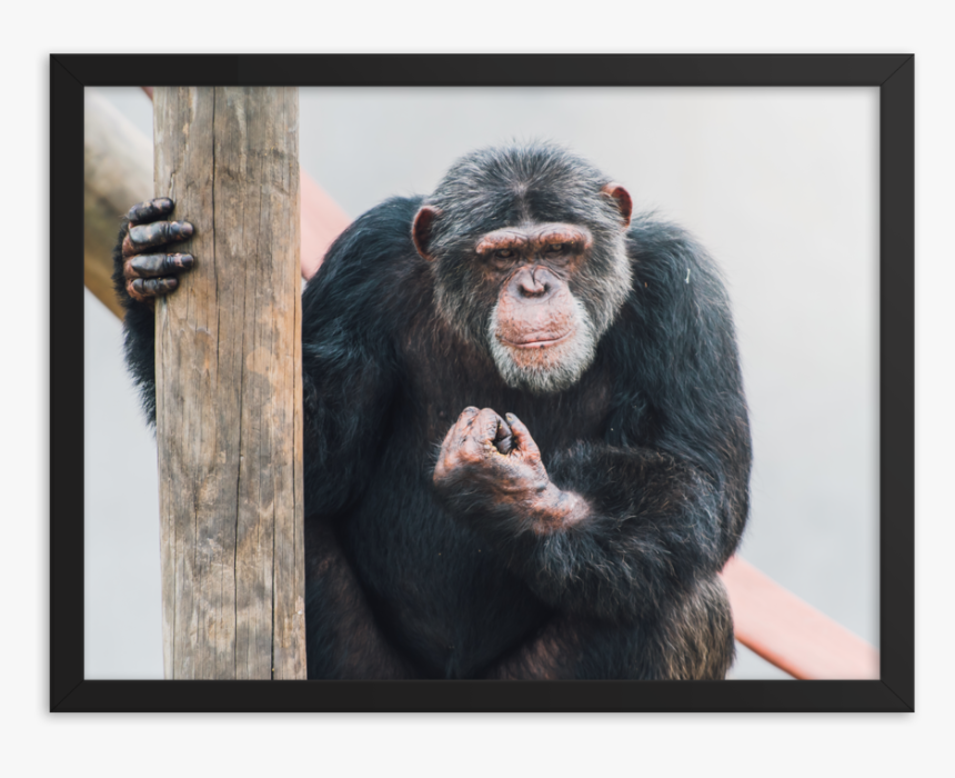 Common Chimpanzee, HD Png Download