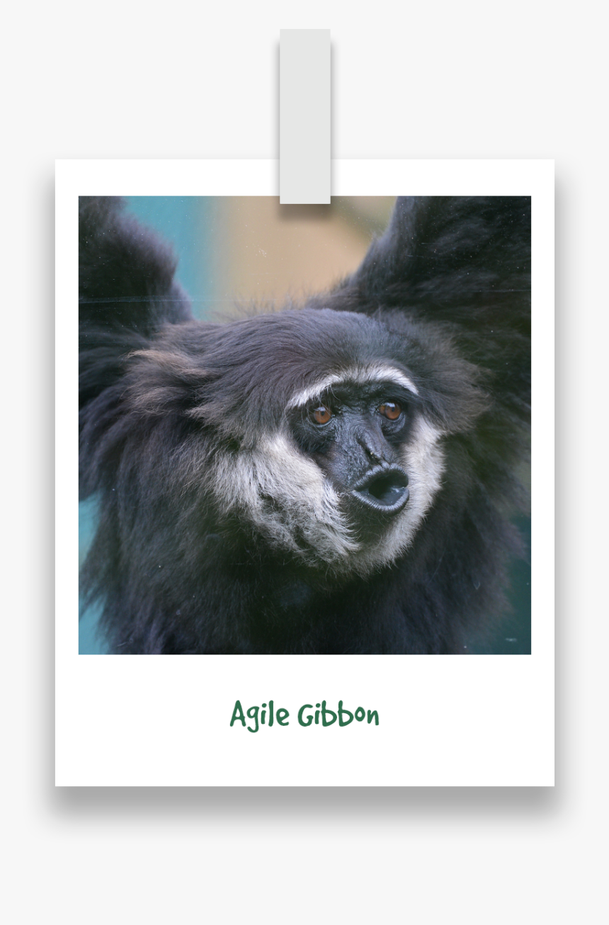 Agile-gibbon, HD Png Download