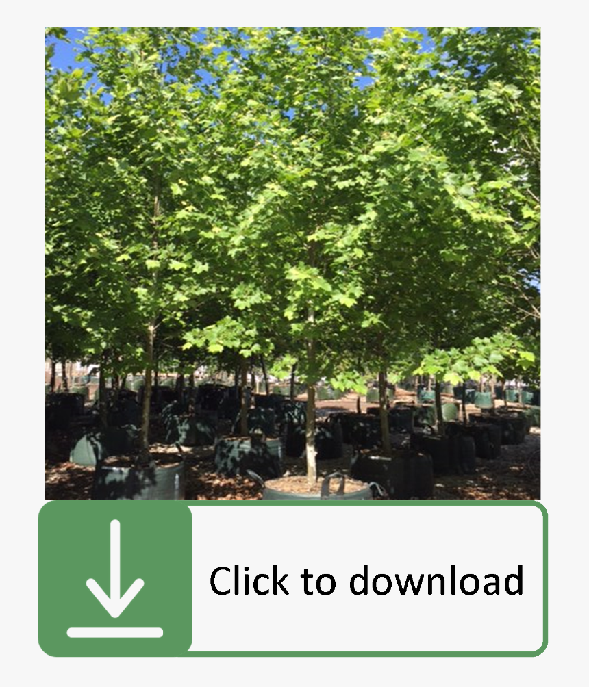 Platanus Acerifolia Tree Growth Rate, HD Png Download
