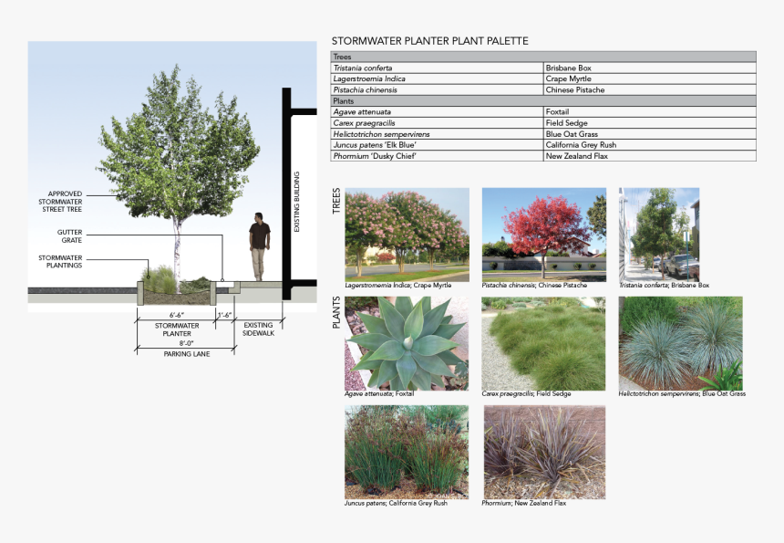 Mexican Pinyon, HD Png Download