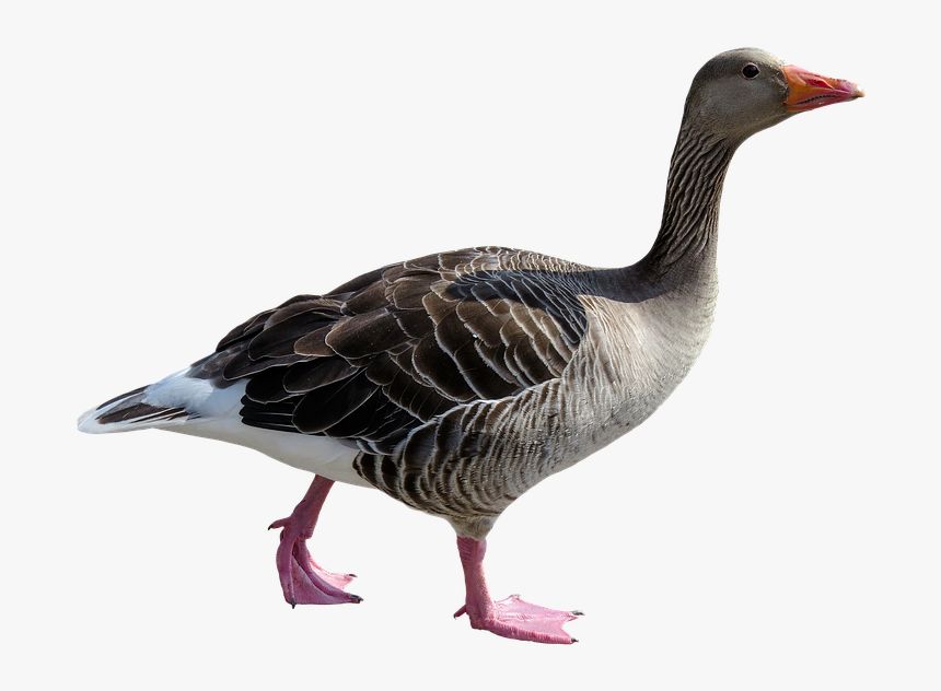 Animal, Goose, Poultry, Bird, Bill, Feather, Isolated - Goose, HD Png Download