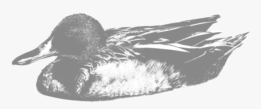 Cinamon - Mallard, HD Png Download