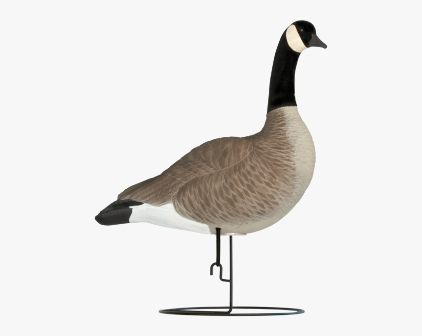 Canada Goose, HD Png Download