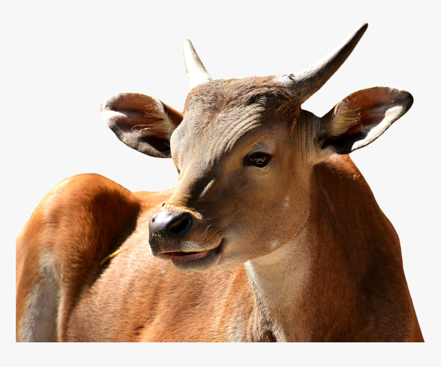 Banteng Transparent Background, HD Png Download