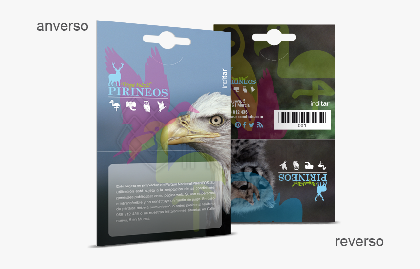 Bald Eagle, HD Png Download