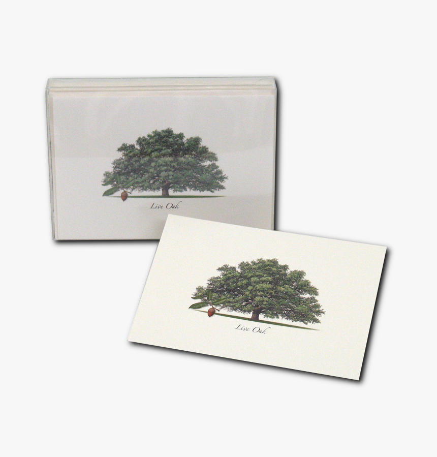 Live Oak, HD Png Download