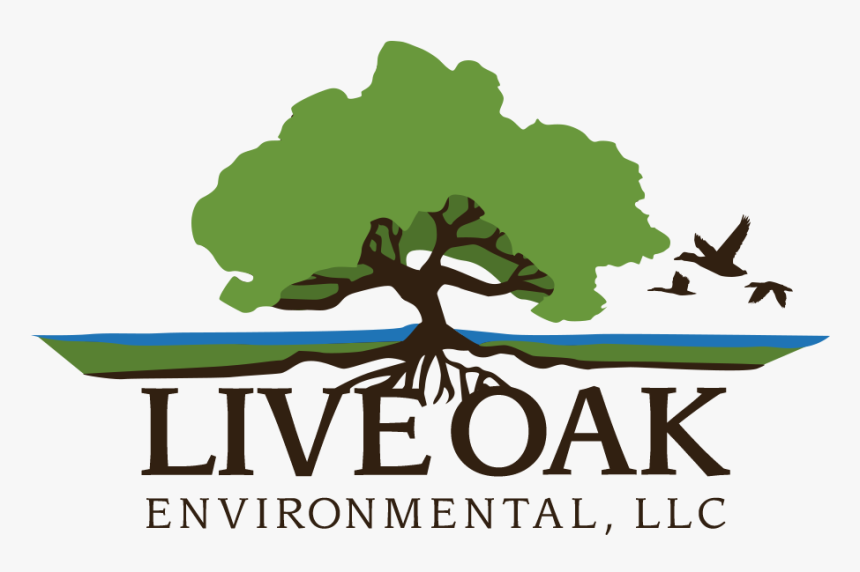 Tree, HD Png Download