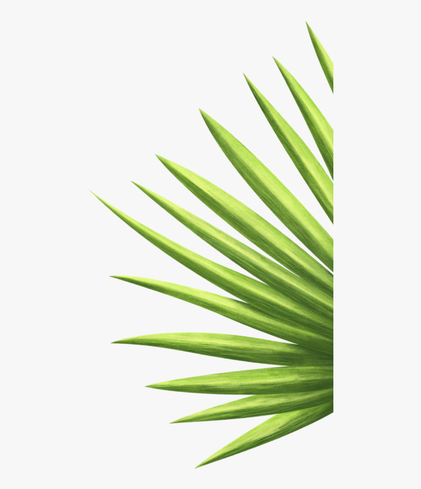 Saw Palmetto, HD Png Download