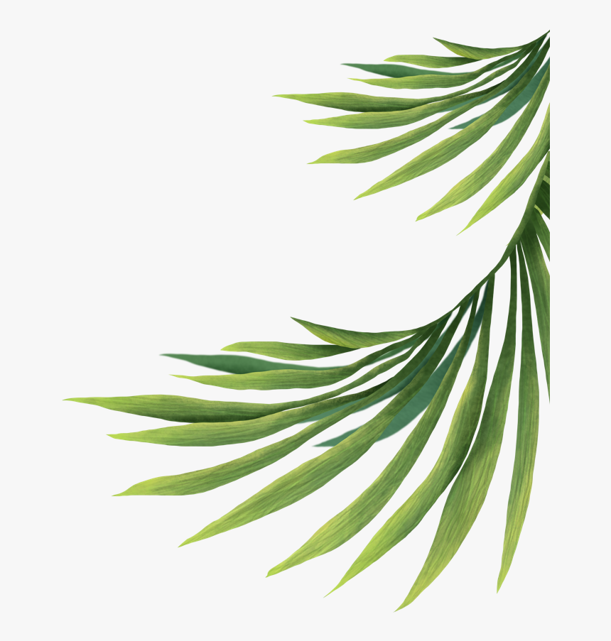 Pond Pine, HD Png Download