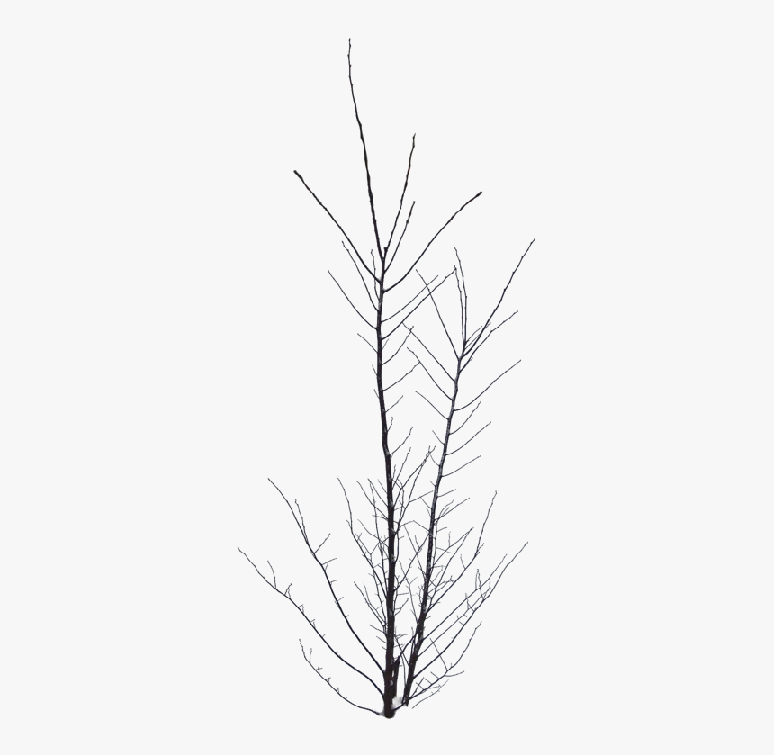 #bush #outline #tree #blackandwhite #silhouette #treesilhouette - Red Pine, HD Png Download