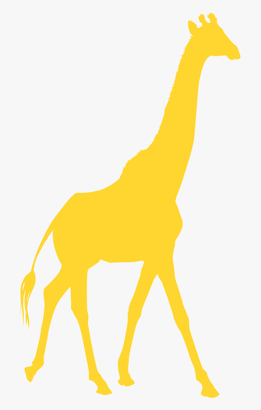 Giraffe, HD Png Download