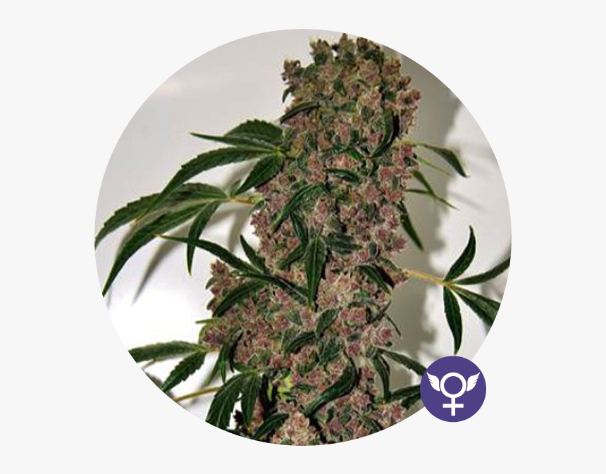 Girl Scout Cookies Extreme, HD Png Download