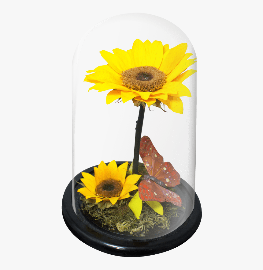 Doble Girasol-wb - Sunflower, HD Png Download