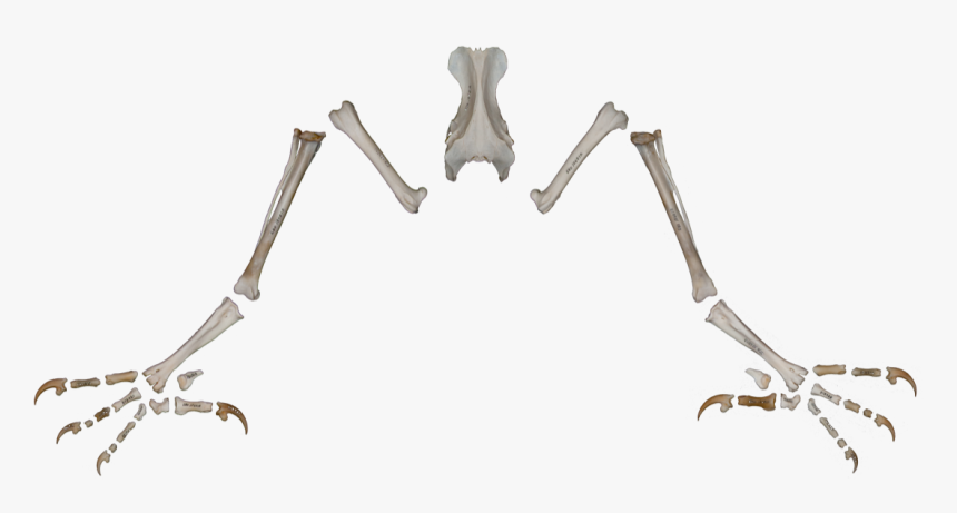 Insect, HD Png Download