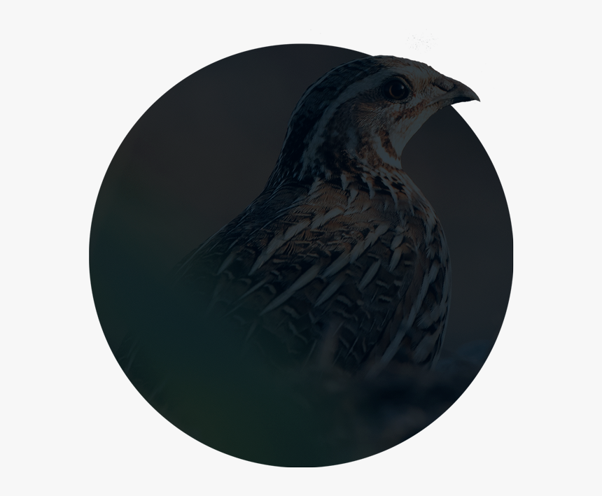 Old World Flycatcher, HD Png Download