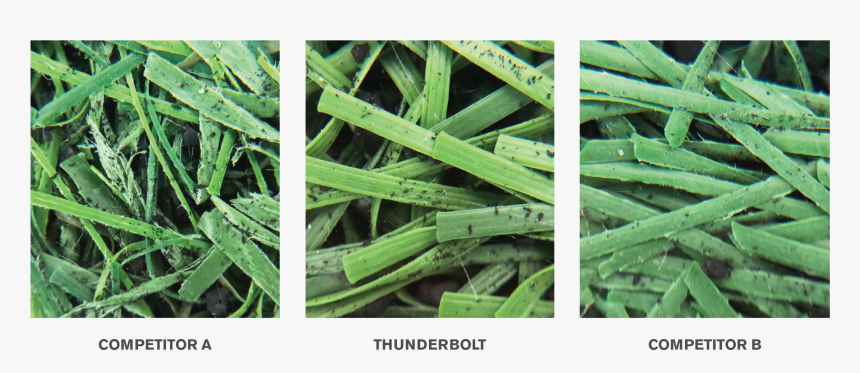 Lisport-comparison - Sweet Grass, HD Png Download