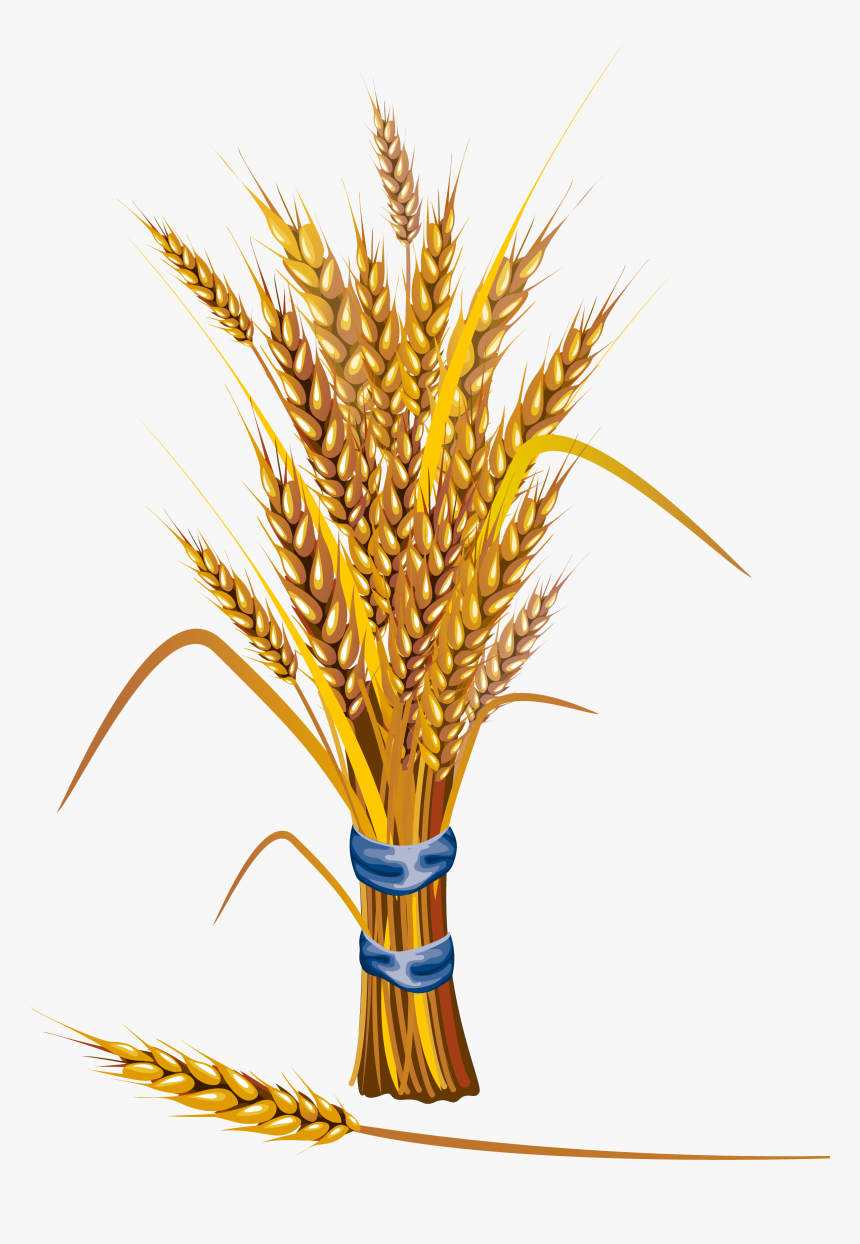 Clip Art Grain, HD Png Download