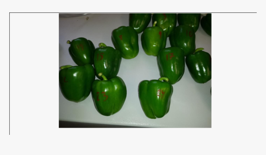 Green Bell Pepper, HD Png Download