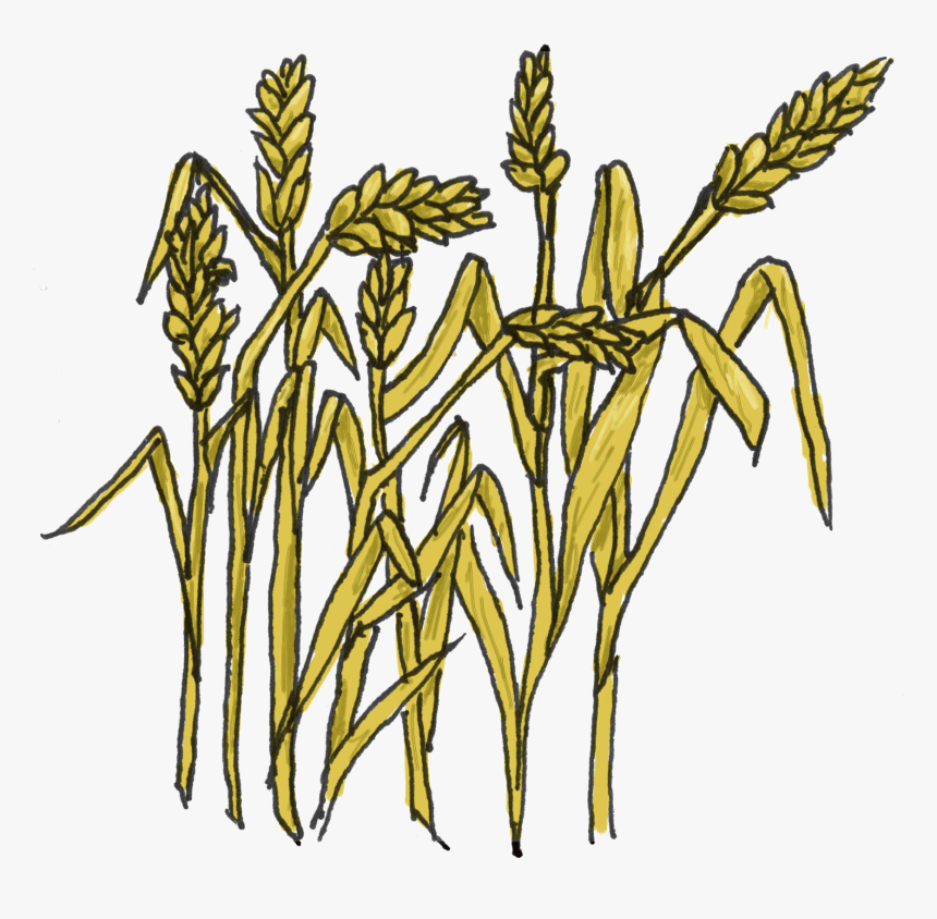 Wheat Images Clip Art Clipart - Grain Clipart, HD Png Download