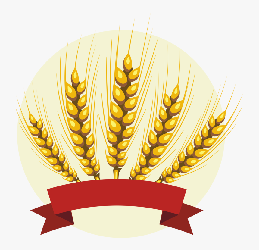 Grass Family,wheat,food Grain - Barley Clipart, HD Png Download
