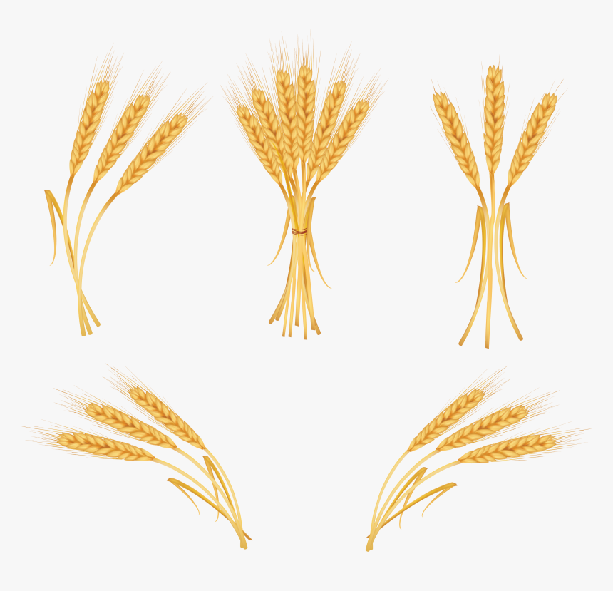 Wheat Clipart Png, Transparent Png