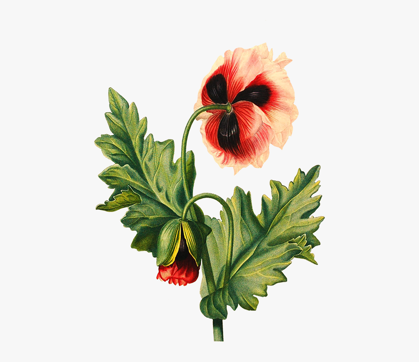 Flower Drawing Poppy - Transparent Background Flower Drawing Png, Png Download