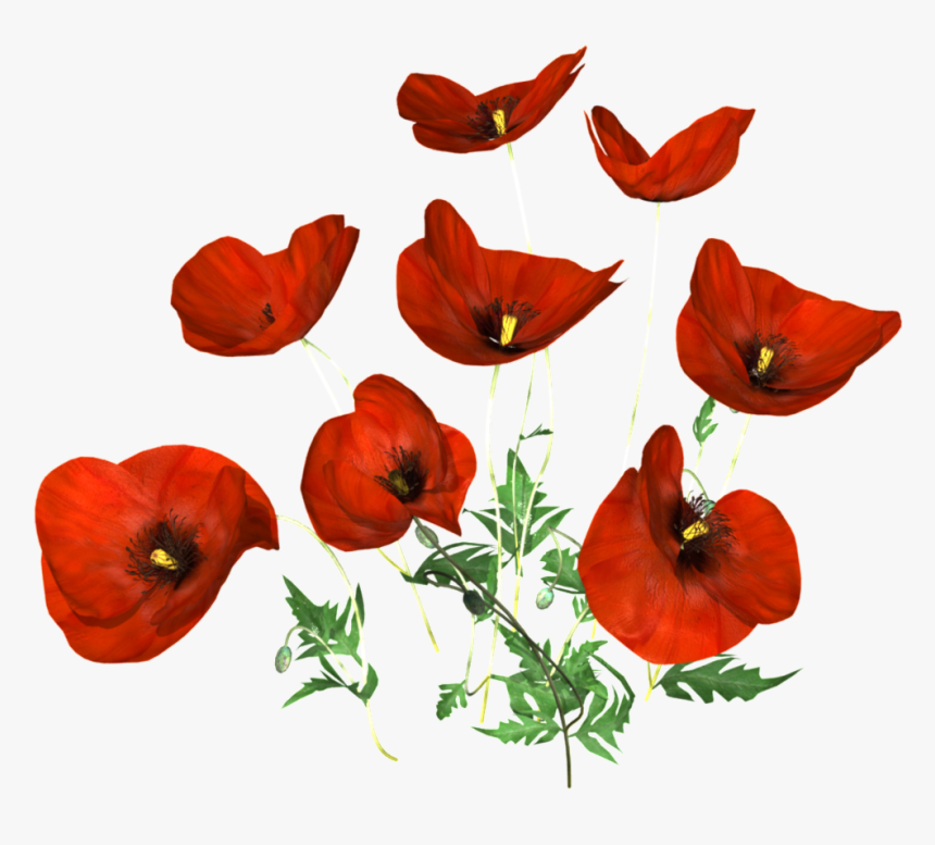 Transparent Poppy Flower Png - Corn Poppy, Png Download