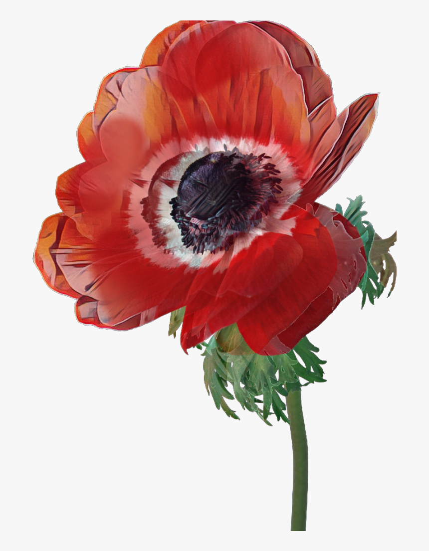 #poppy #flower #red - Poppy, HD Png Download