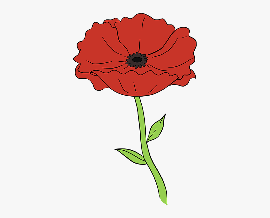 How To Draw Poppy - Step How To Draw Flowers, HD Png Download