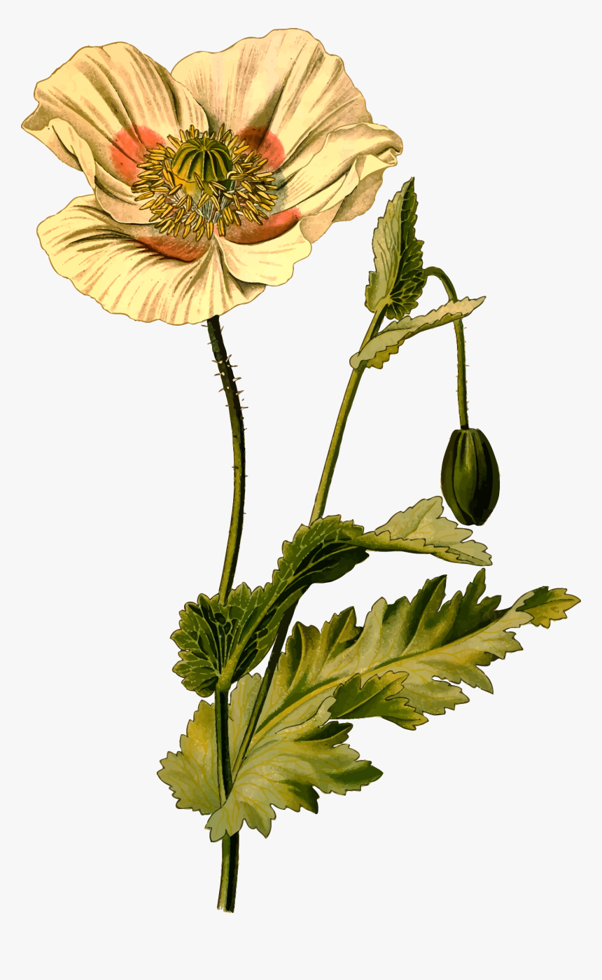 Opium Poppy Clip Arts - Opium Poppy Png, Transparent Png