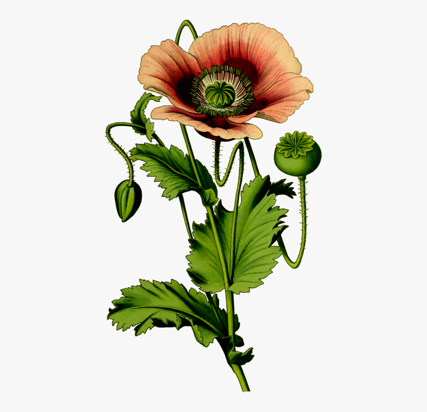 Plant,flower,petal - Opium Poppy Flower Clipart, HD Png Download