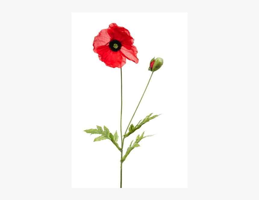 Corn Poppy, HD Png Download