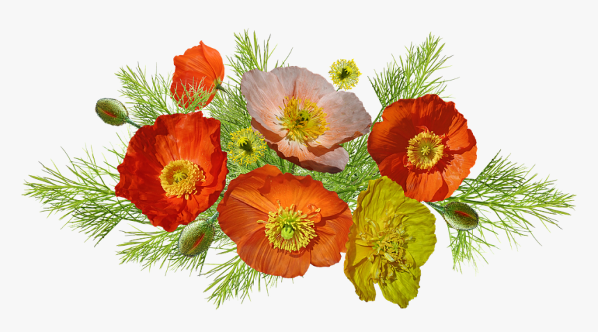 Poppies, Iceland, Flowers, Arrangement, Nature, Cut - Amapolas Png, Transparent Png