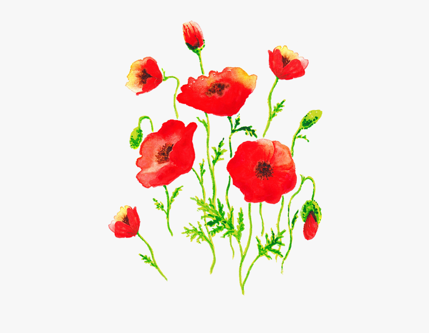 Transparent Poppies Png, Png Download