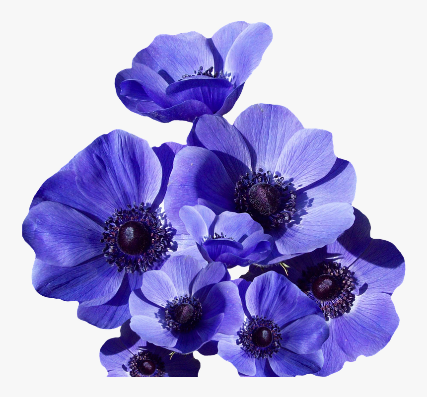 Poppy, Blossom, Bloom, Summer, Poppy Flower - Laminas Con Dibujos De Amapolas, HD Png Download