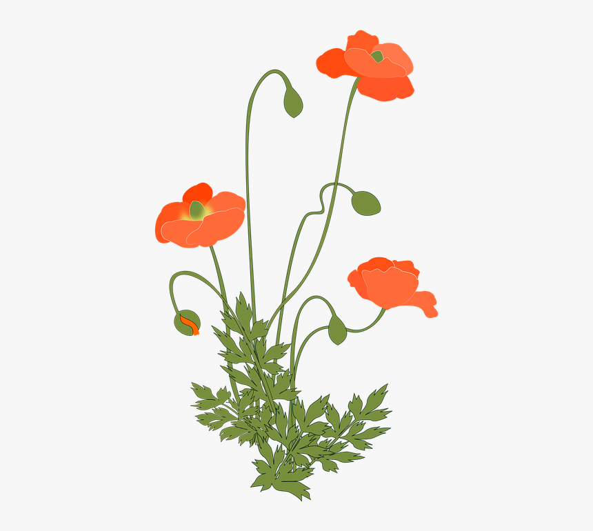 Poppy, Corn Poppy, Flowering Plant, Pink - Poppy Plant Png, Transparent Png